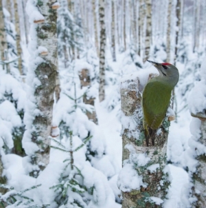 Looduse Aasta Foto 2014 – lisapäevad tööde esitamiseks